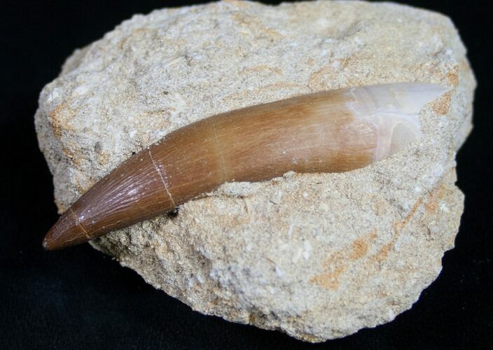 Plesiosaur Tooth In Matrix #9495